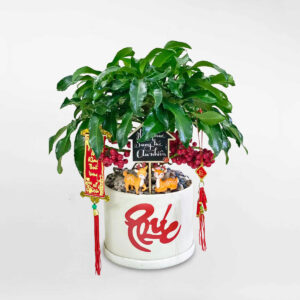 cây kim ngân lượng để bàn