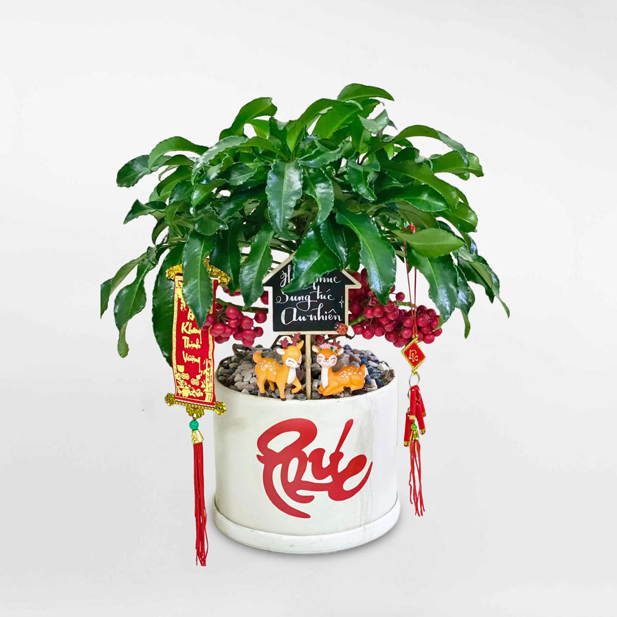 cây kim ngân lượng để bàn