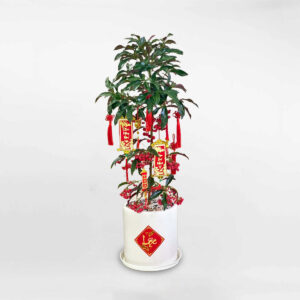 cay kim ngan luong trang tri tet