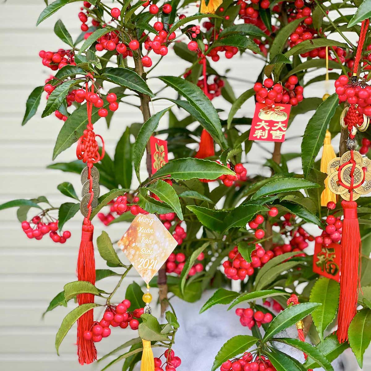 cay kim ngan luong trang tri tet 2022 1