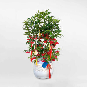 cay kim ngan luong trang tri tet 2022