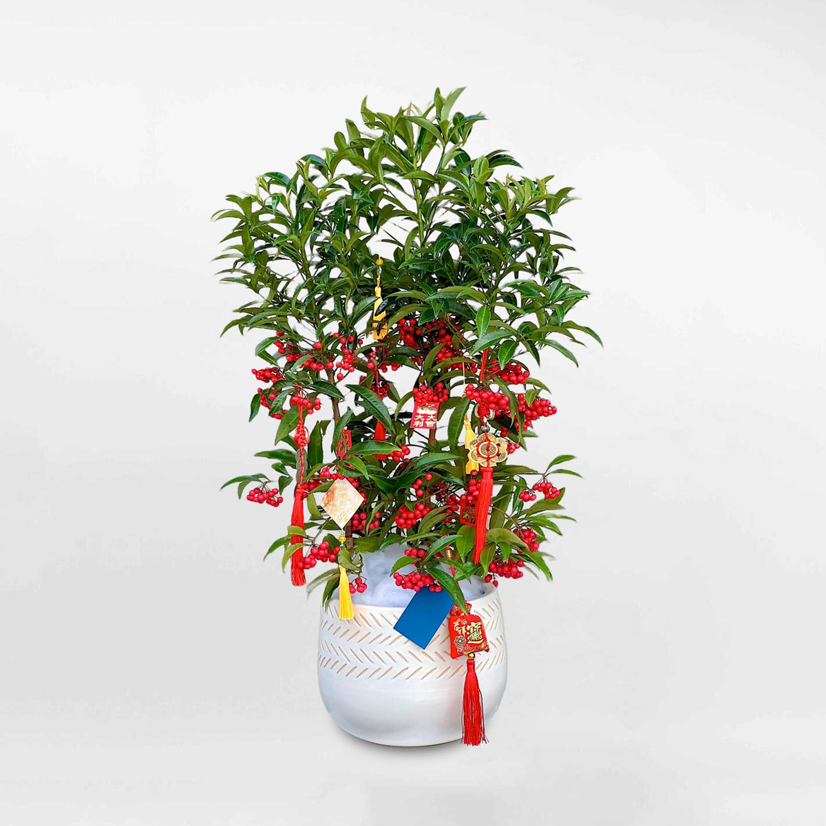 cay kim ngan luong trang tri tet 2022