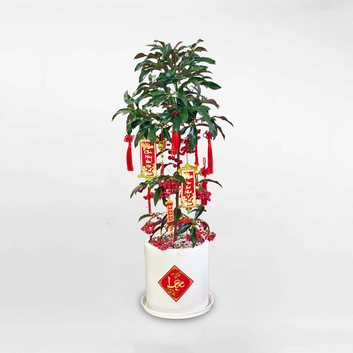 cay kim ngan luong trang tri tet