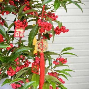 cay kim ngan luong trung tet 2023 4