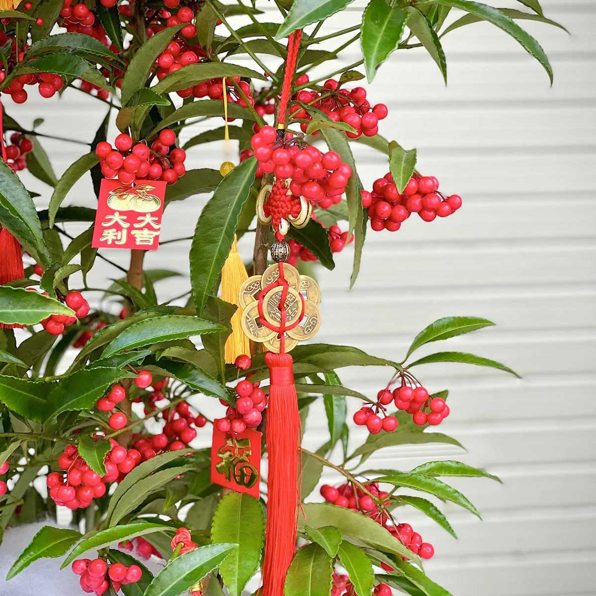 cay kim ngan luong trung tet 2023 4