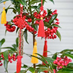 cây kim ngân lượng trang trí tết