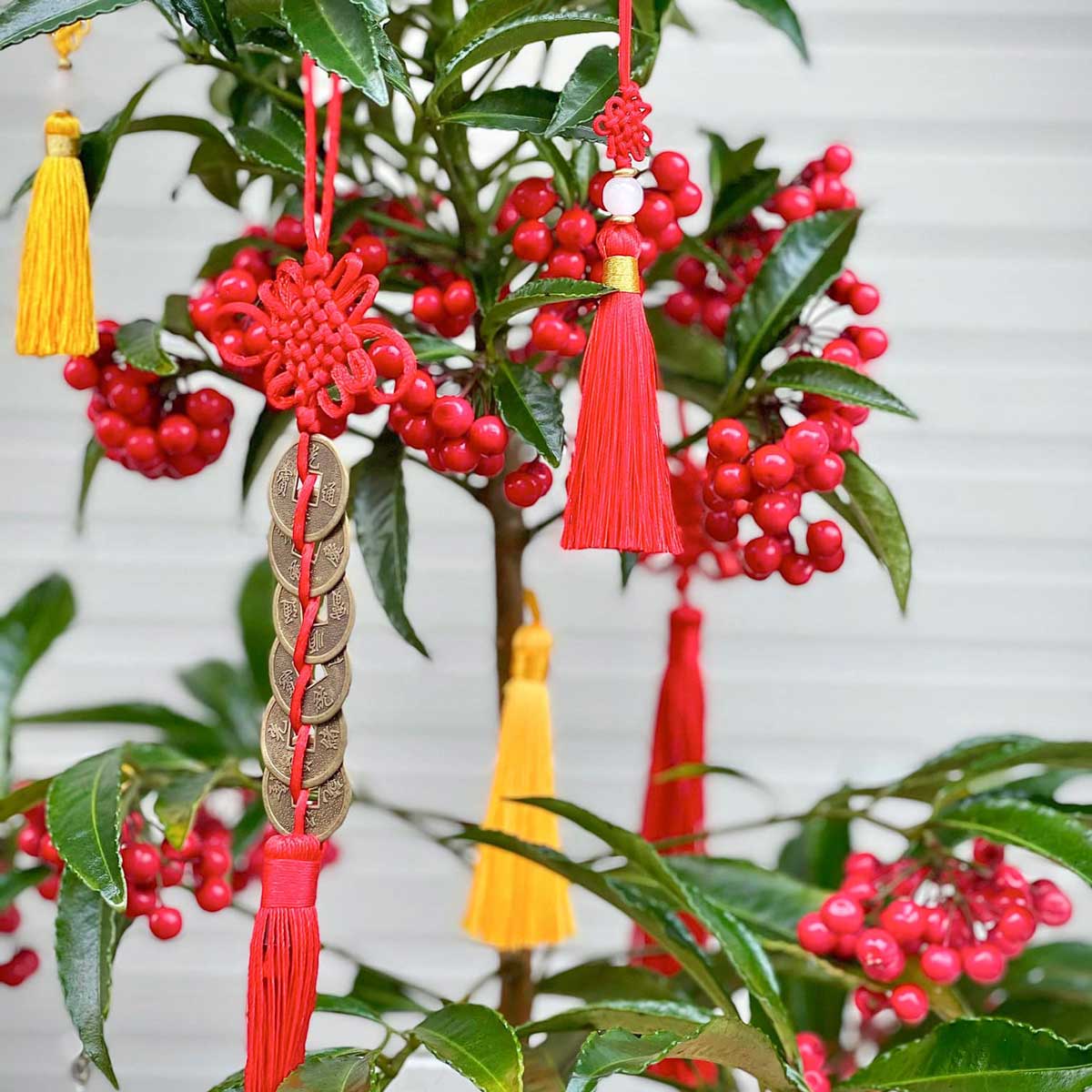 cây kim ngân lượng trang trí tết