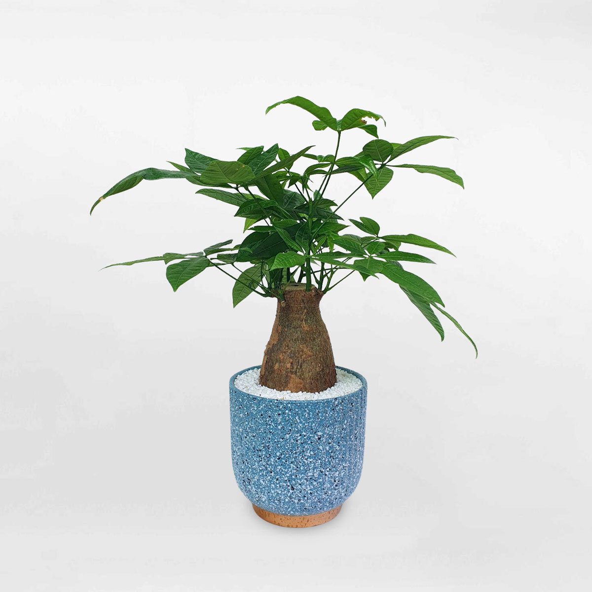 cay kim ngan mot than chau su 1