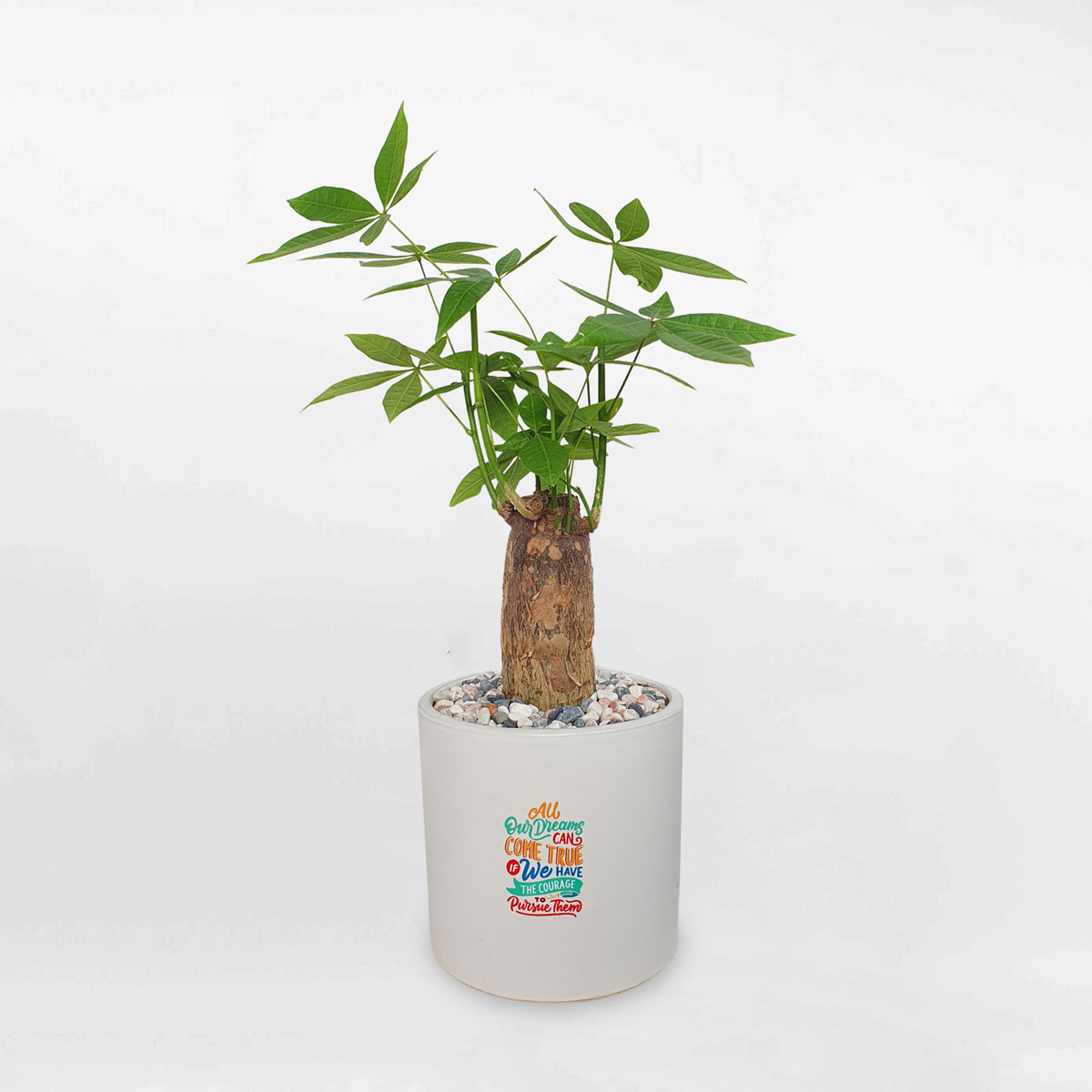 cay kim ngan mot than chau su 1