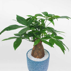 cay kim ngan mot than chau su 2