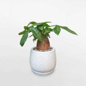 cay kim ngan mot than chau su de ban