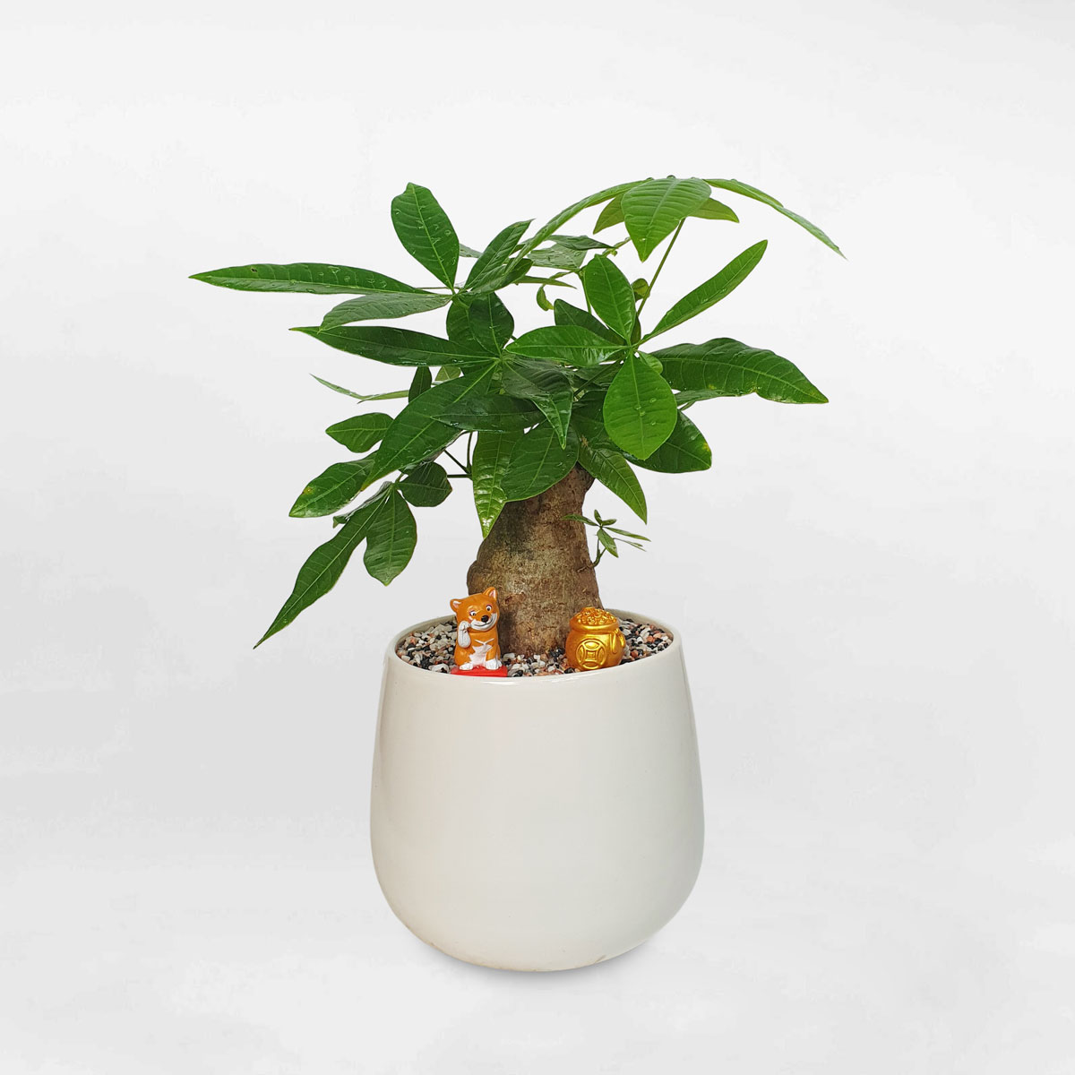 cay kim ngan mot than chau su trang 1