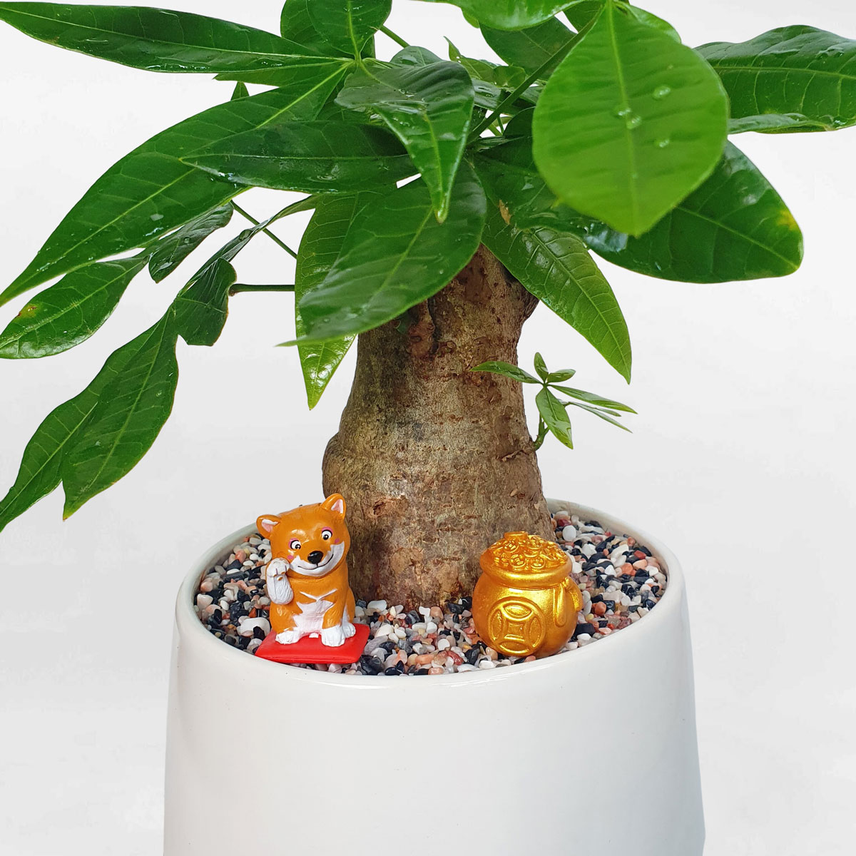 cay kim ngan mot than chau su trang 2