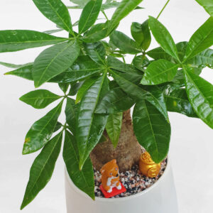 cay kim ngan mot than chau su trang 3