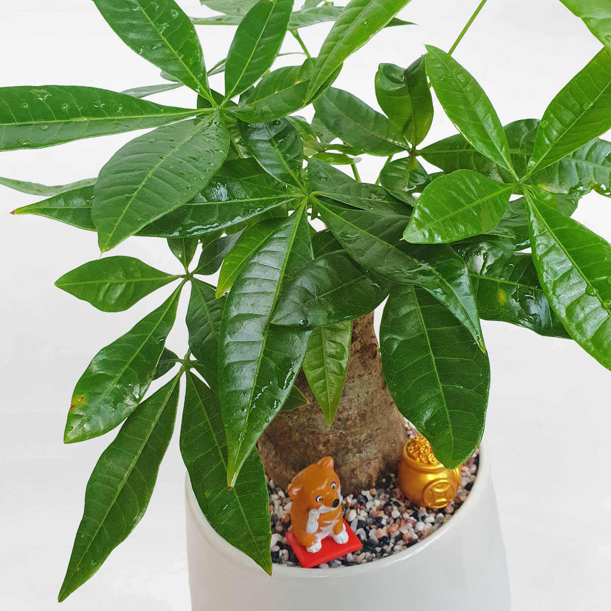 cay kim ngan mot than chau su trang 3