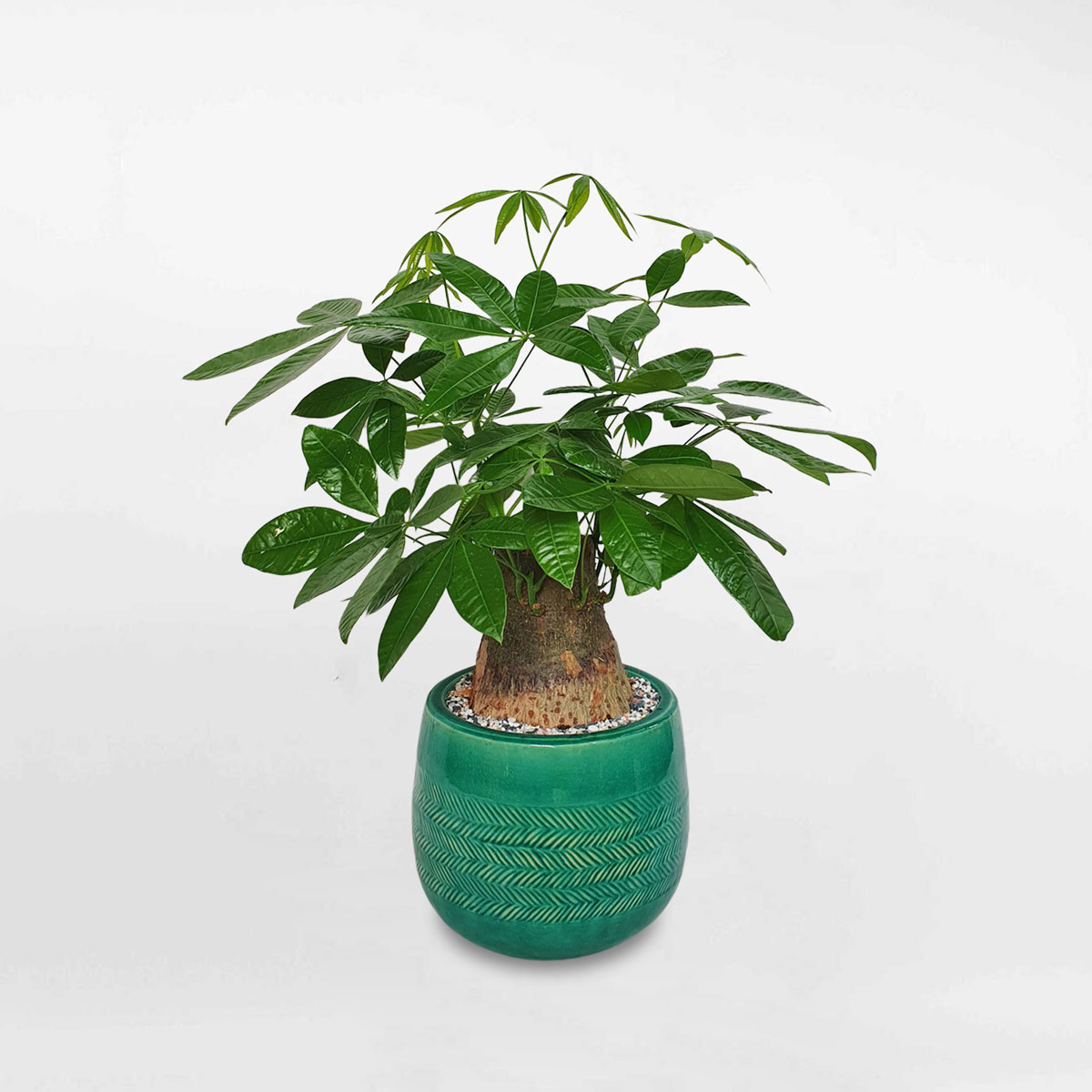 cay kim ngan mot than co thu chau su 1