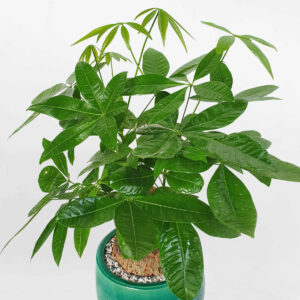 cay kim ngan mot than co thu chau su 2