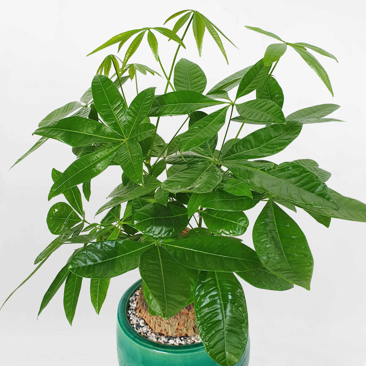 cay kim ngan mot than co thu chau su 2