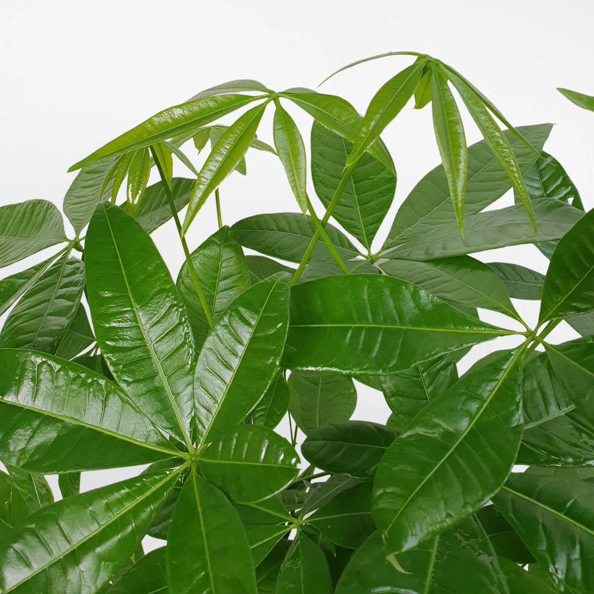 cay kim ngan mot than co thu chau su 3