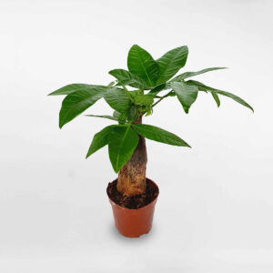 cay kim ngan mot than mini de ban chau uom