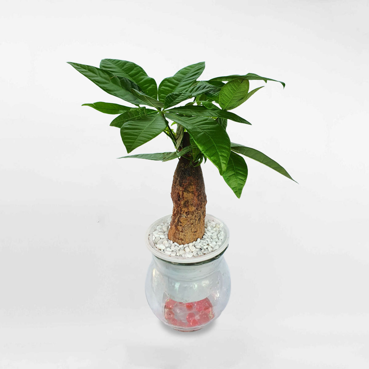 cay kim ngan mot than thuy sinh 1