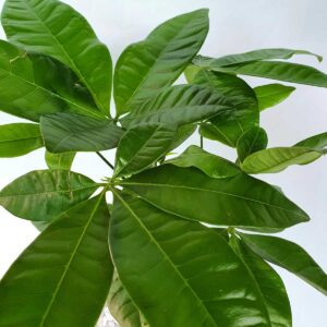 cay kim ngan mot than thuy sinh 2