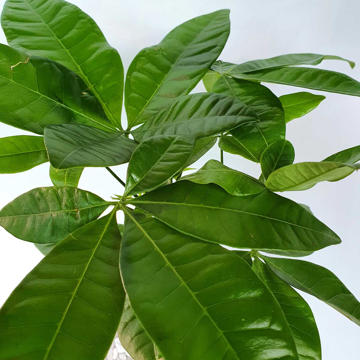 cay kim ngan mot than thuy sinh 2