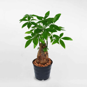 cay kim ngan mot than tru to