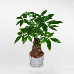 cay kim ngan mot than tru to chau su de ban 1a