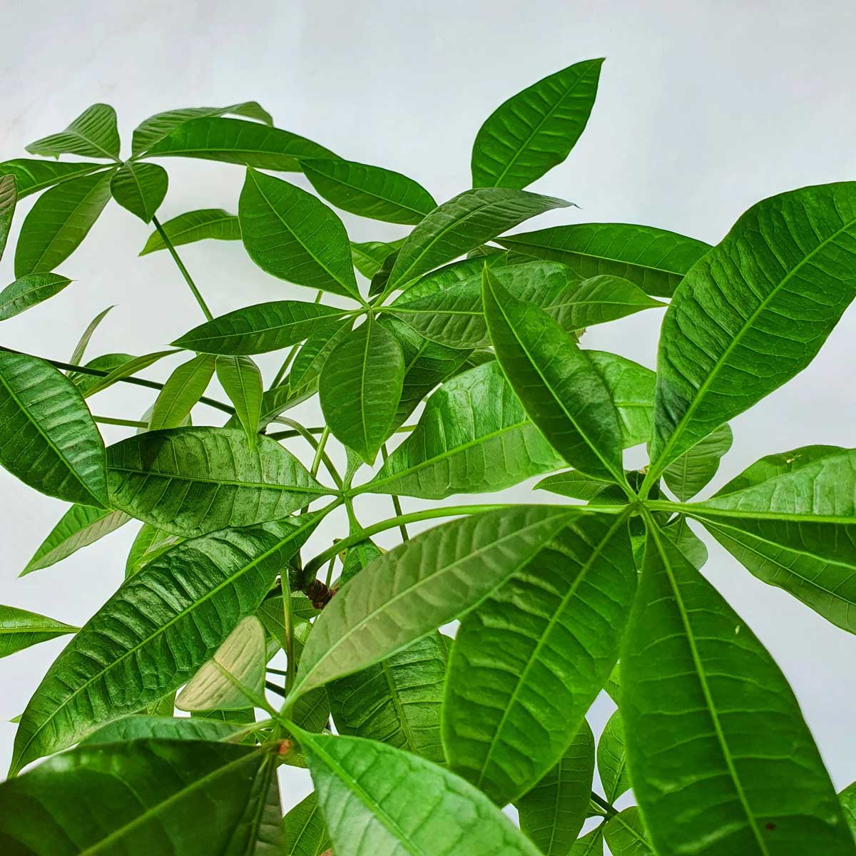 cay kim ngan mot than tru to chau su de ban 2