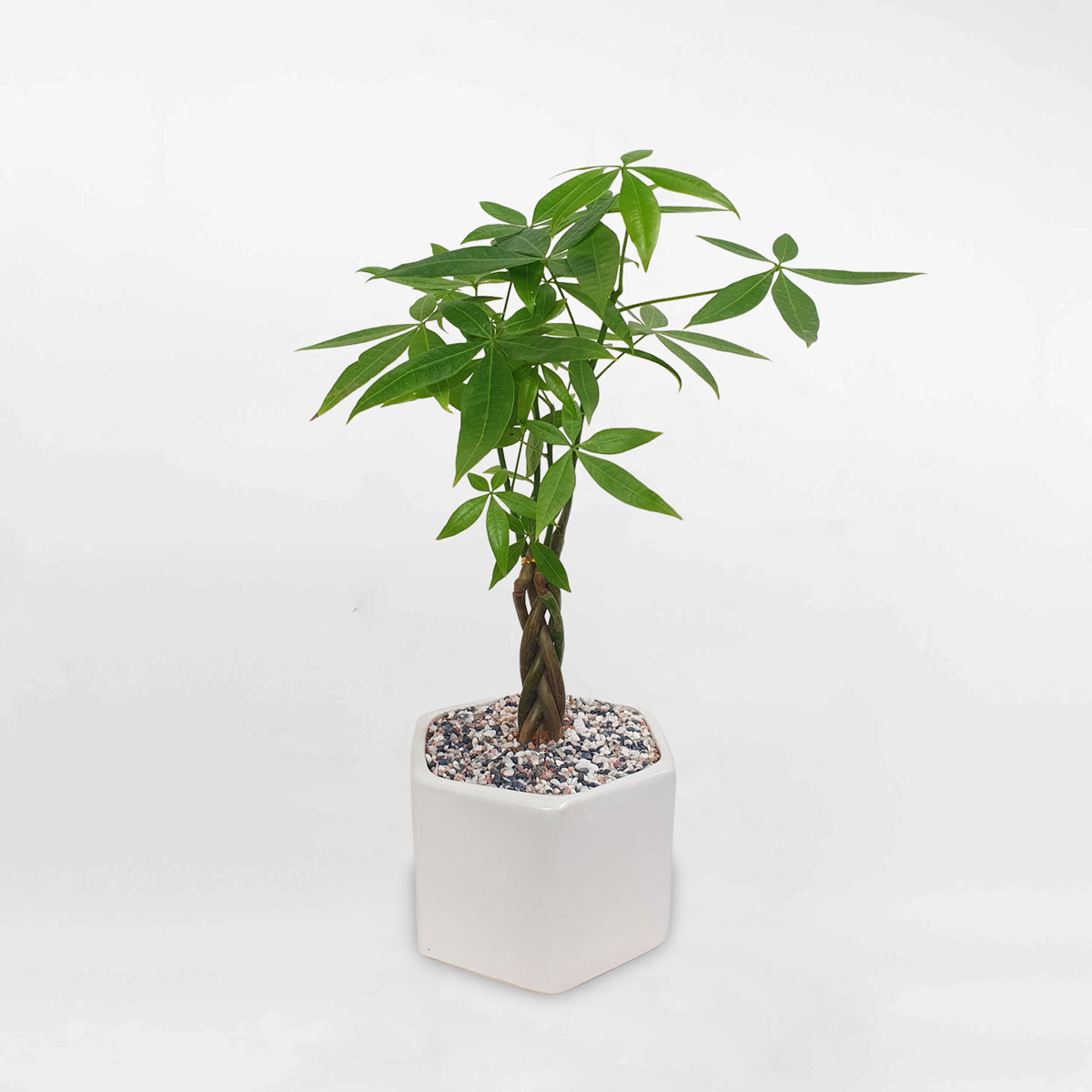 cay kim ngan nho de ban chau luc giac