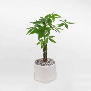 cay kim ngan nho de ban chau luc giac