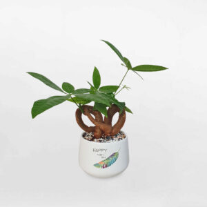 cay kim ngan no de ban chau su trang 1