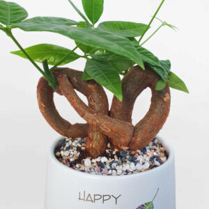 cay kim ngan no de ban chau su trang 2