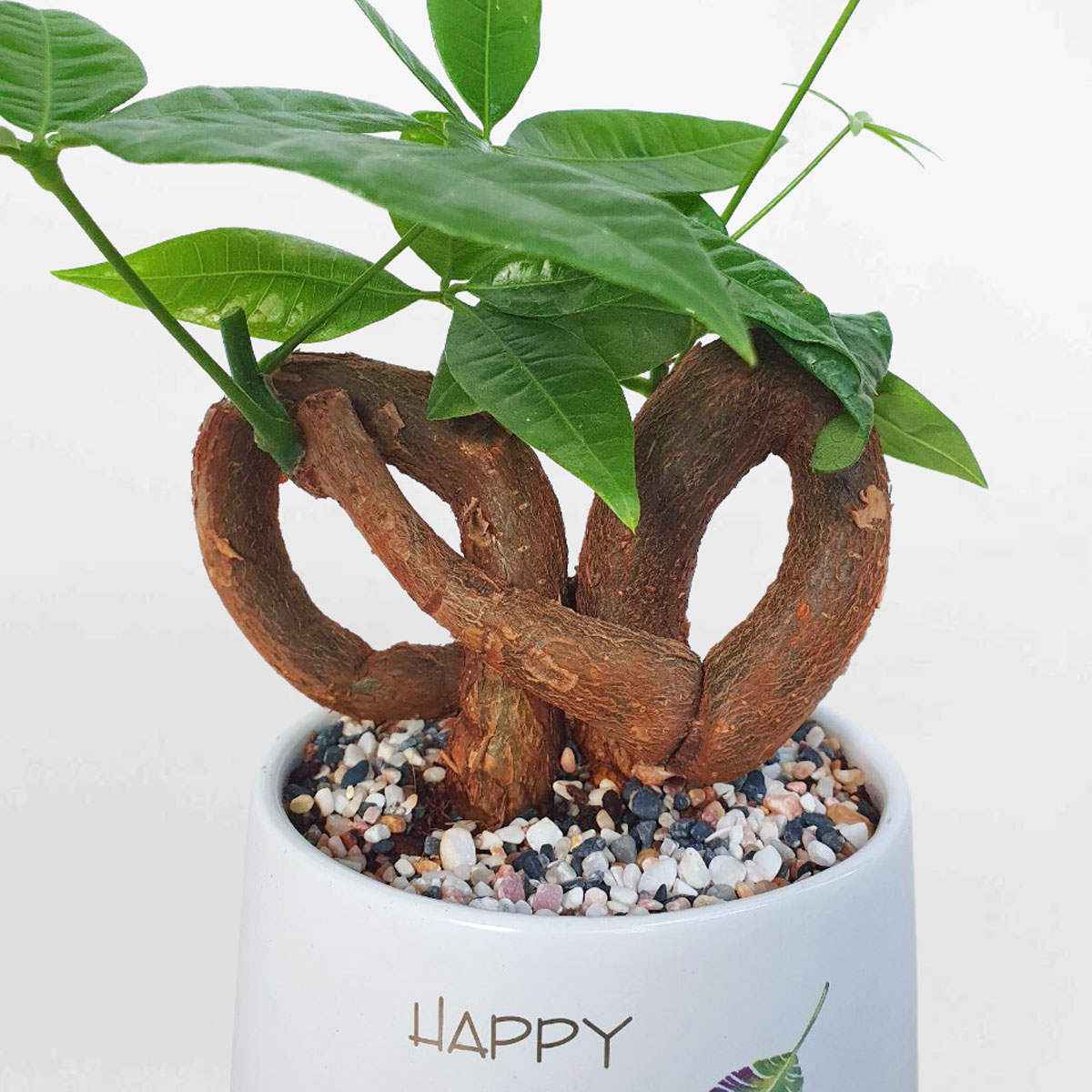 cay kim ngan no de ban chau su trang 2