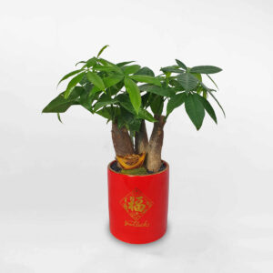 cay kim ngan phong thuy chau su mau do 1