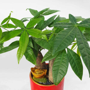 cay kim ngan phong thuy chau su mau do 2