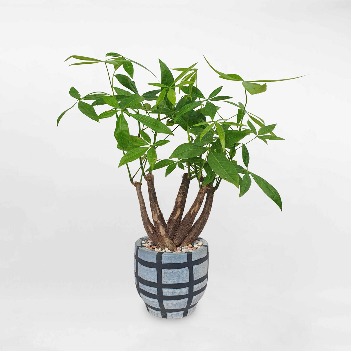 cay kim ngan tay phat chau su 1