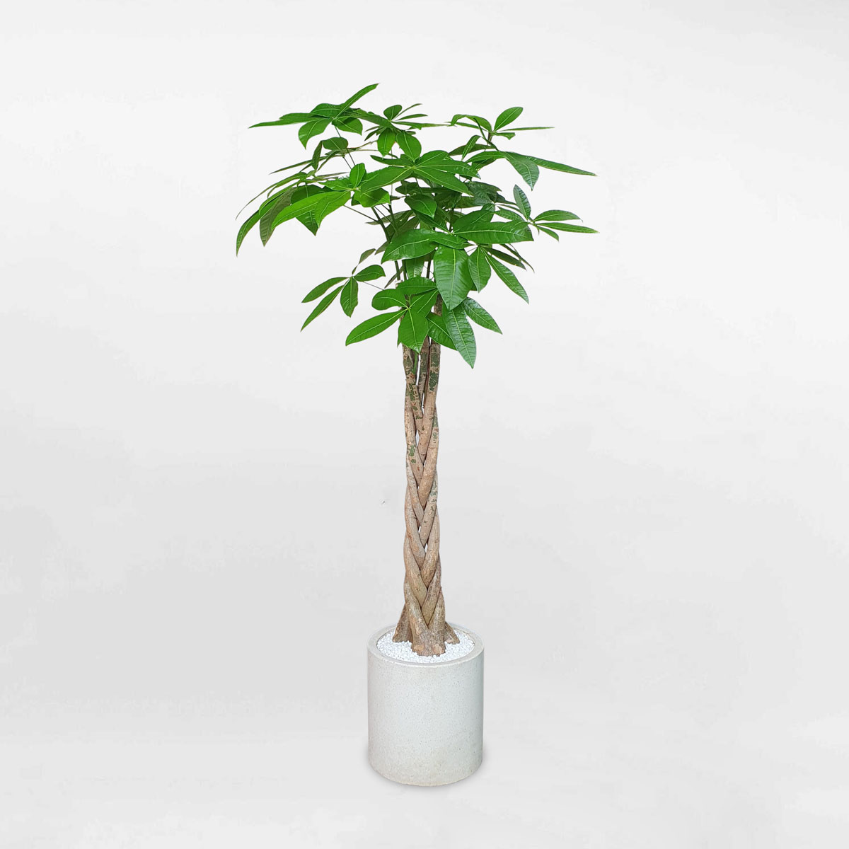 cay kim ngan that binh chau xi mang da mai 1