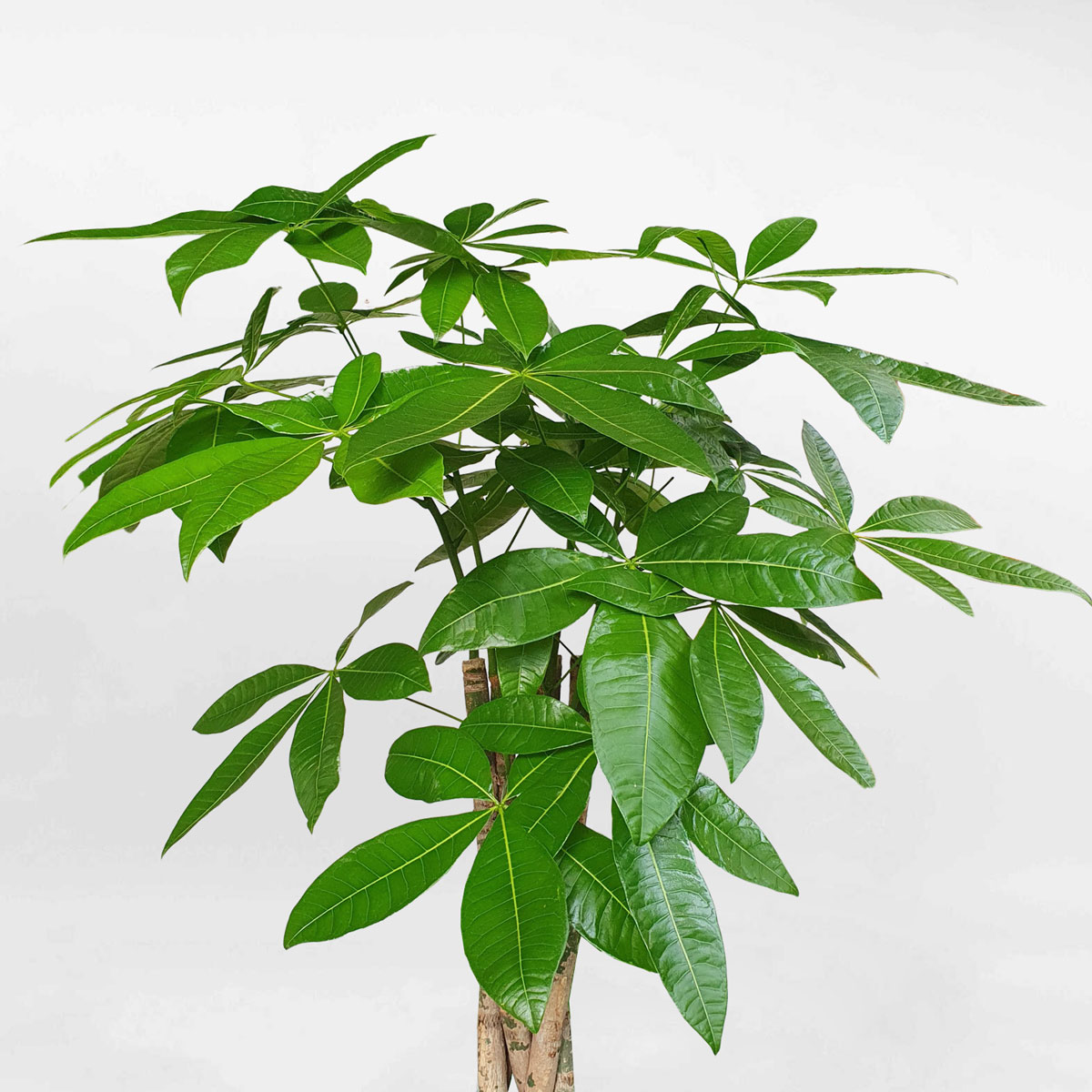 cay kim ngan that binh chau xi mang da mai 2