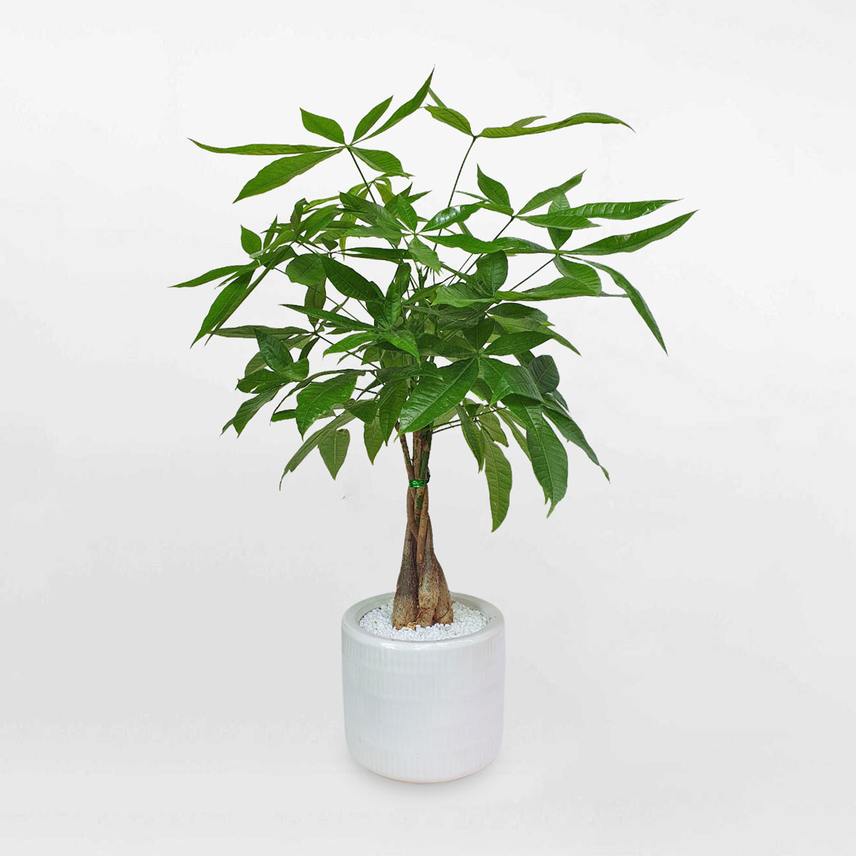 cay kim ngan that binh lon de san chau su