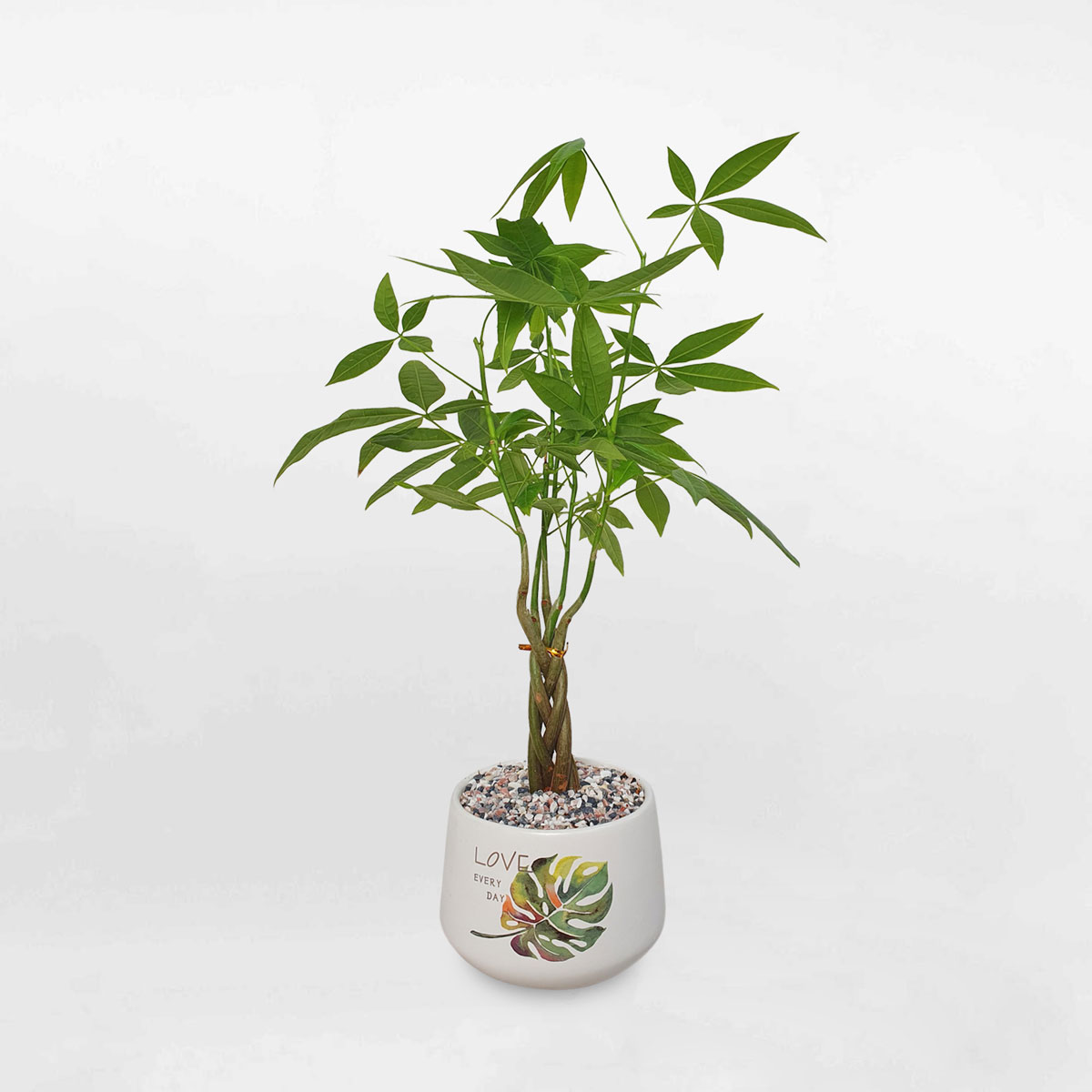 cay kim ngan that binh nho chau su 1