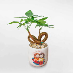 cay kim ngan that no tieu canh