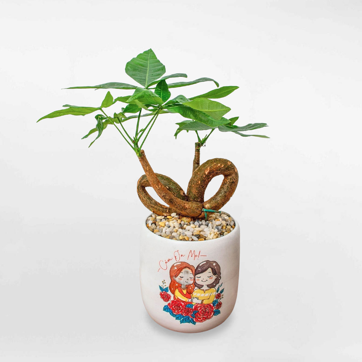 cay kim ngan that no tieu canh