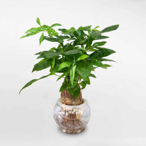 cây kim ngân thủy sinh lớn