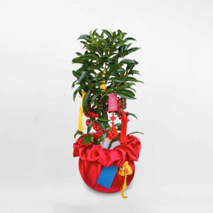 cay kim ngan trung tet 2023 2