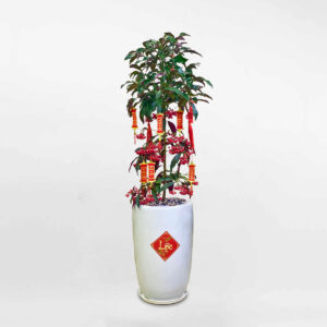 cay kim ngan trung tet 2023 3