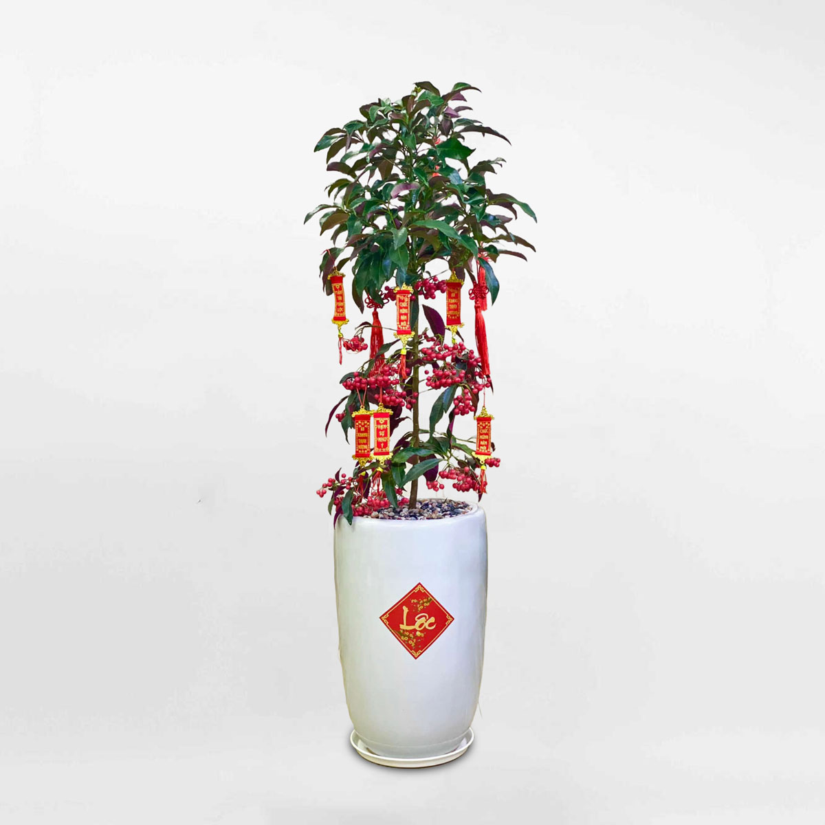 cay kim ngan trung tet 2023 3