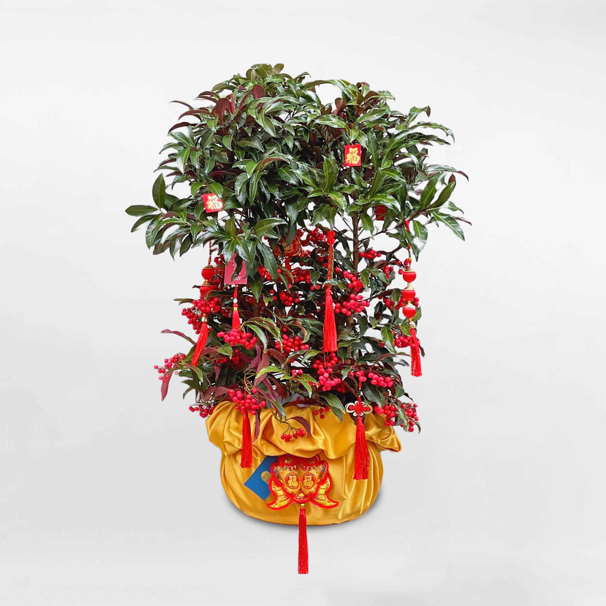 cay kim ngan trung tet 2023 4