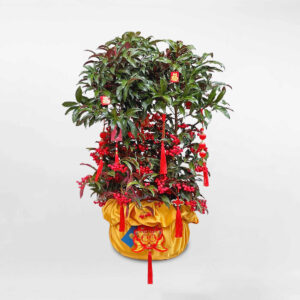 cay kim ngan trung tet 2023 4